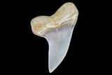 Mako Shark Tooth Fossil - Sharktooth Hill, CA #94715-1